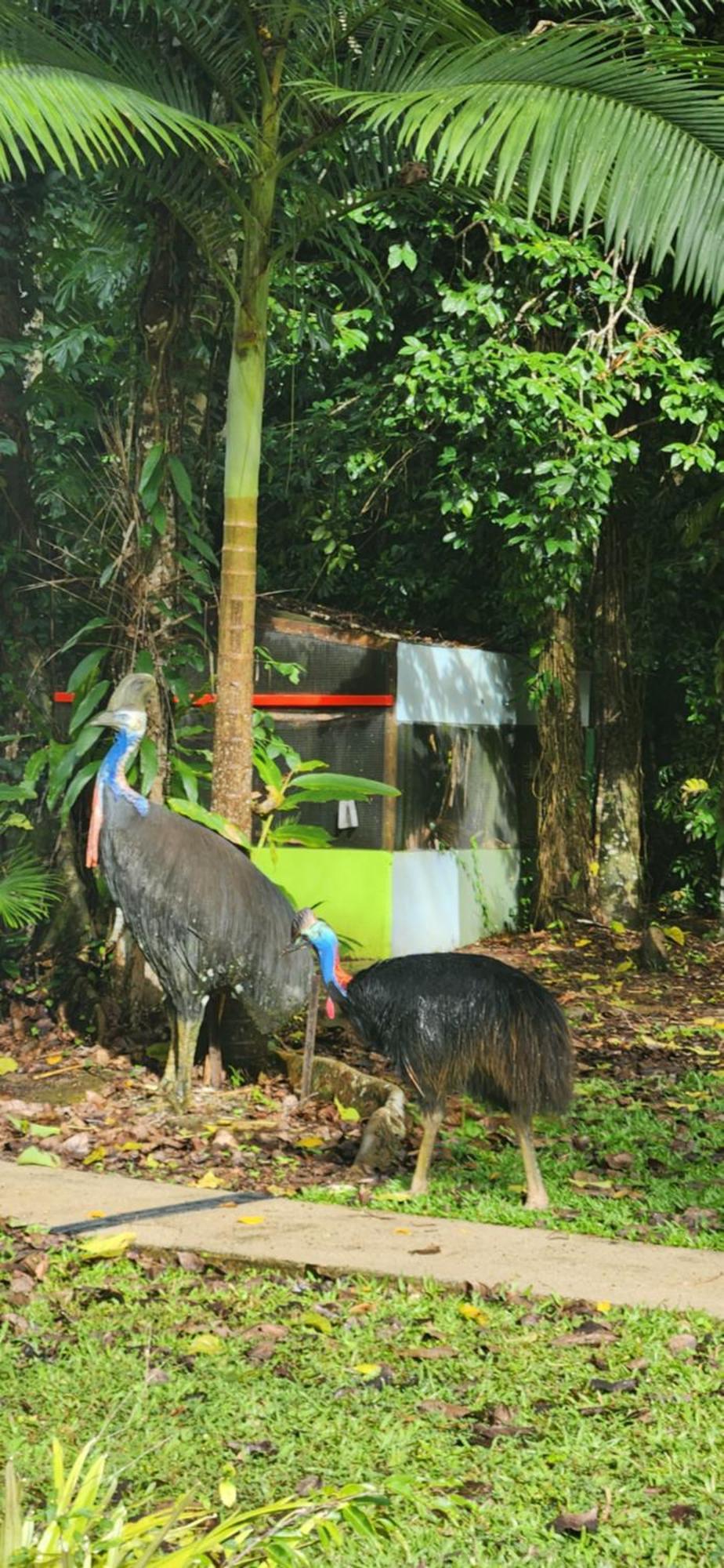 Villa Daintree Siesta Diwan Esterno foto
