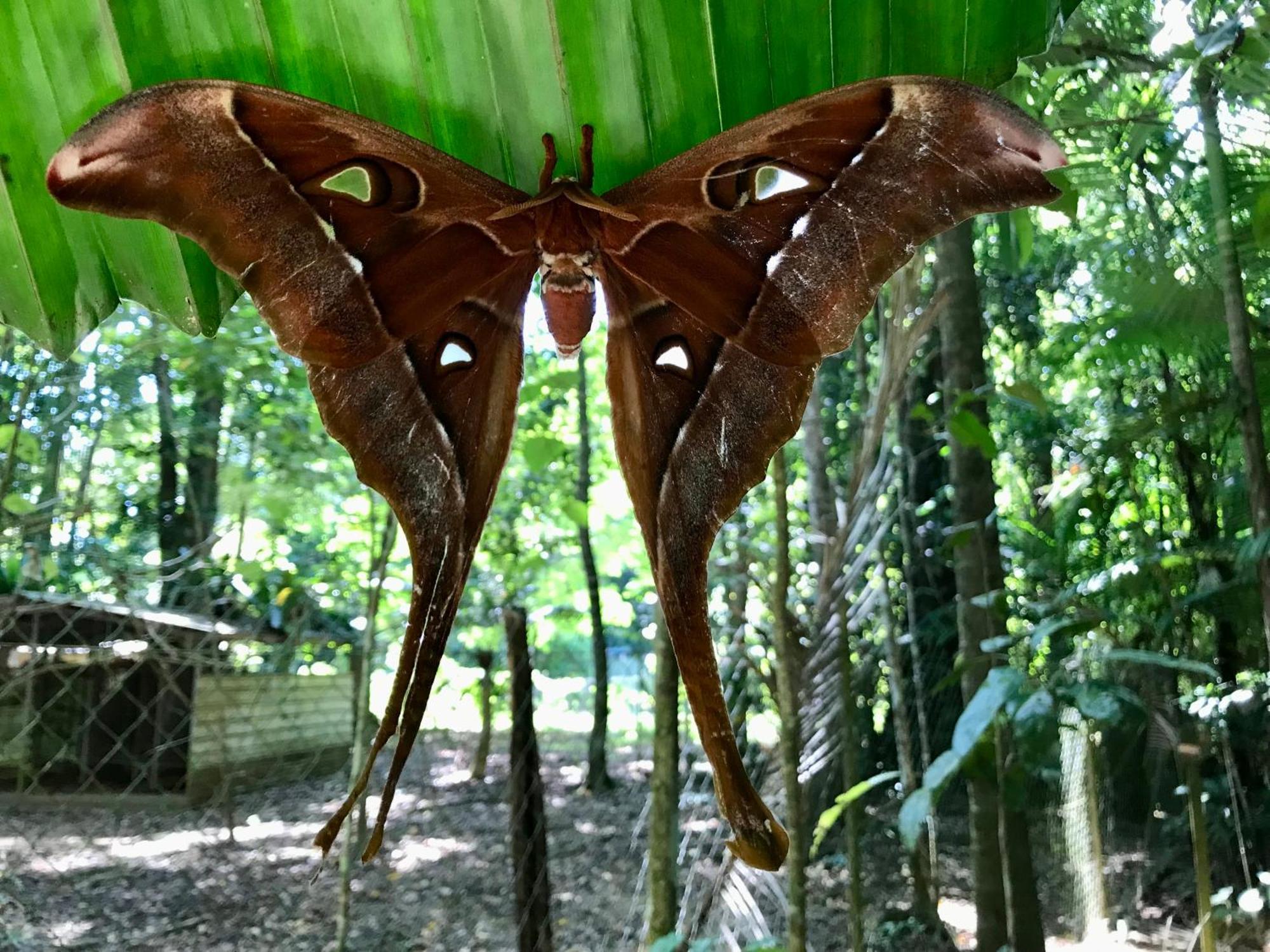 Villa Daintree Siesta Diwan Esterno foto